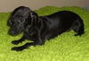 Maddie the Little Dachshund Puppy