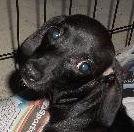 Maddie the Little Dachshund Puppy
