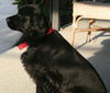 Winn Dixie the Field Spaniel