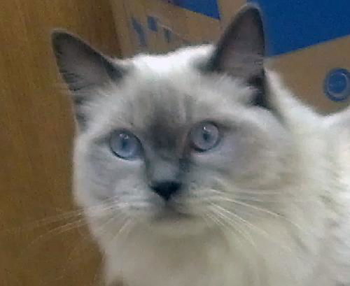 Sarafina the De-clawed Pure Bred Rag Doll