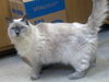 Sarafina the De-clawed Pure Bred Rag Doll