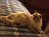 Sarafina the De-clawed Pure Bred Rag Doll