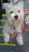 Riley the Mini-Schnauzer