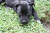 David the Lab Mix Puppy