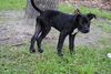 David the Lab Mix Puppy