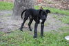 David the Lab Mix Puppy