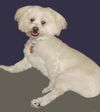 Buddy the Lhasa Apso