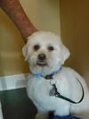 Buddy the Lhasa Apso