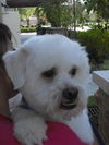 Buddy the Lhasa Apso