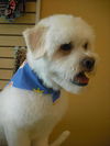 Buddy the Lhasa Apso
