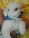 Buddy the Lhasa Apso