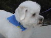 Buddy the Lhasa Apso