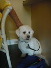 Buddy the Lhasa Apso