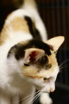 Sky the Stunning Calico