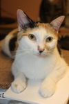 Sky the Stunning Calico