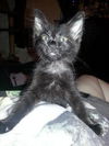 Patty the Uniquely-Colored Kitten