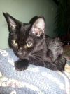 Patty the Uniquely-Colored Kitten