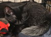 Patty the Uniquely-Colored Kitten