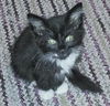 Peppermint the Purr Monster Tuxedo Kitten