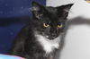 Peppermint the Purr Monster Tuxedo Kitten