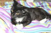 Peppermint the Purr Monster Tuxedo Kitten