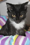 Peppermint the Purr Monster Tuxedo Kitten