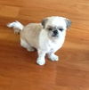 Baruke the Sweet Shih Tzu