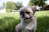Baruke the Sweet Shih Tzu