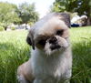 Baruke the Sweet Shih Tzu