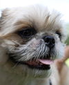 Baruke the Sweet Shih Tzu