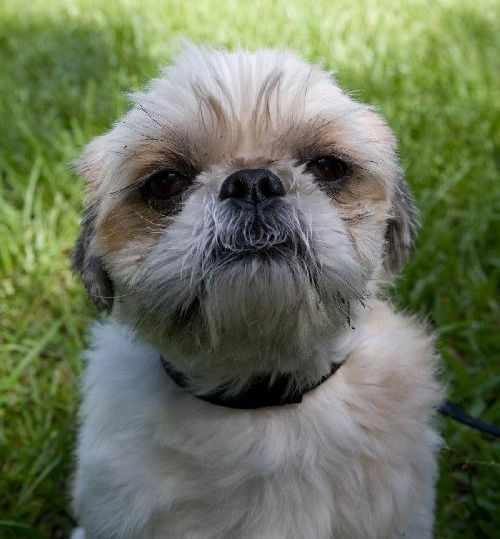 Baruke the Sweet Shih Tzu