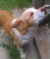 Candy the Sweet Mamma