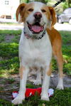 Candy the Sweet Mamma
