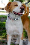 Candy the Sweet Mamma