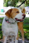 Candy the Sweet Mamma