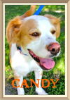 Candy the Sweet Mamma