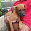 Finch the Cur Puppy