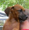Finch the Cur Puppy