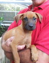 Finch the Cur Puppy