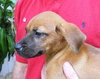 Sparrow the Cur Puppy