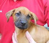 Sparrow the Cur Puppy