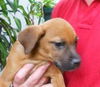 Hawk the Cur Puppy