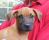 Hawk the Cur Puppy