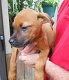 Hawk the Cur Puppy