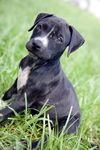 Porsche the Lab Blend Puppy