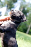 Porsche the Lab Blend Puppy