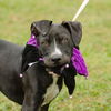 Porsche the Lab Blend Puppy