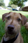 Idalia the Loving Terrier Mix