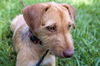 Idalia the Loving Terrier Mix