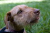 Idalia the Loving Terrier Mix